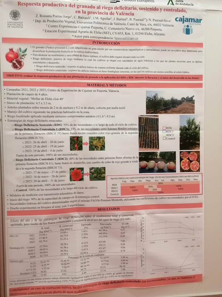 rossanaporrasjo's tweet photo. 🌍Nuestro póster sobre estrategias de riego #deficitario en #Caki y #Granado en #Tenerife2024.

Hallazgos de dos años de investigación en la @UPV @eamnupv y el centro de experiencias Cajamar

#Mediterraneanfruittrees #climatechange https://t.co/2Jtnuq2T6e