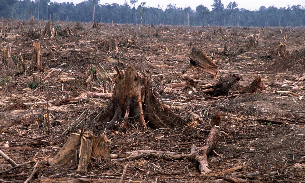 Humans are the dumbest species ever to walk the Earth
Virtually eliminating the forests which give us life at ever faster rate

World lost 11 football fields of forest per minute  in 2022 and probably much higher this year

brusselstimes.com/574425/world-l…