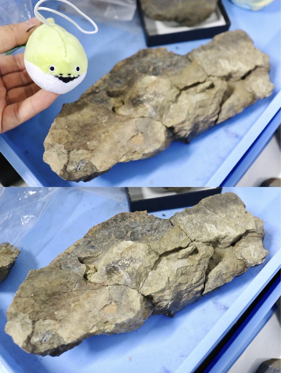 サカバンバスピス、ついに本物の化石と対面✨ ぬいぐるみはいきもん
