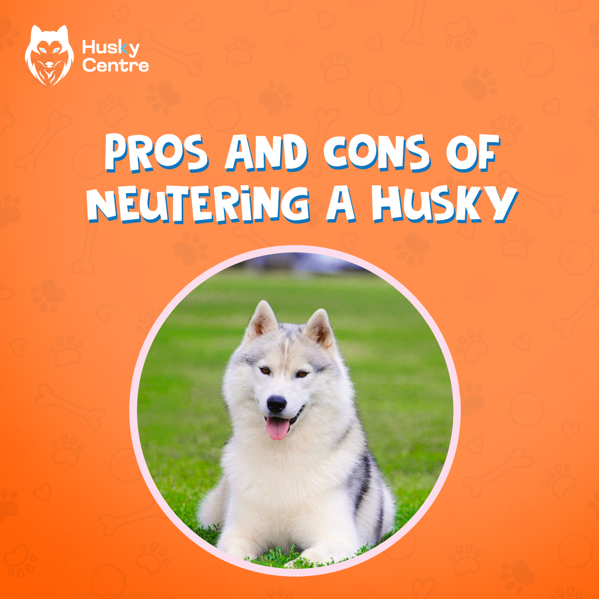 HuskyCentre's tweet photo. Unsure if neutering your Husky is right? We explore the pros and cons of neutering Huskies, including health benefits, behavior changes, and more. Decide what's best for your furry friend!

𝐑𝐞𝐚𝐝 𝐌𝐨𝐫𝐞: https://t.co/1EuIPwOjup

#HuskyCare #NeuteringBenefits #PetParenting https://t.co/NI7LAXARJX