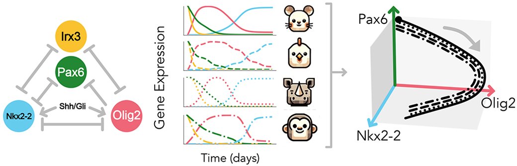 Development (@dev_journal) on Twitter photo A mathematical framework to explore the basis of developmental tempo
Read this Research Highlight showcasing work from Charlotte Manser <a href="/clmanser/">Charlotte Manser</a> and Ruben Perez-Carrasco <a href="/2piruben/">Rubén Pérez-Carrasco</a> <a href="/imperialcollege/">Imperial College London</a> <a href="/ImperialLifeSci/">Imperial Life Sciences</a>:
journals.biologists.com/dev/article/15… A mathematical framework to explore the basis of developmental tempo
Read this Research Highlight showcasing work from Charlotte Manser <a href="/clmanser/">Charlotte Manser</a> and Ruben Perez-Carrasco <a href="/2piruben/">Rubén Pérez-Carrasco</a> <a href="/imperialcollege/">Imperial College London</a> <a href="/ImperialLifeSci/">Imperial Life Sciences</a>:
journals.biologists.com/dev/article/15…