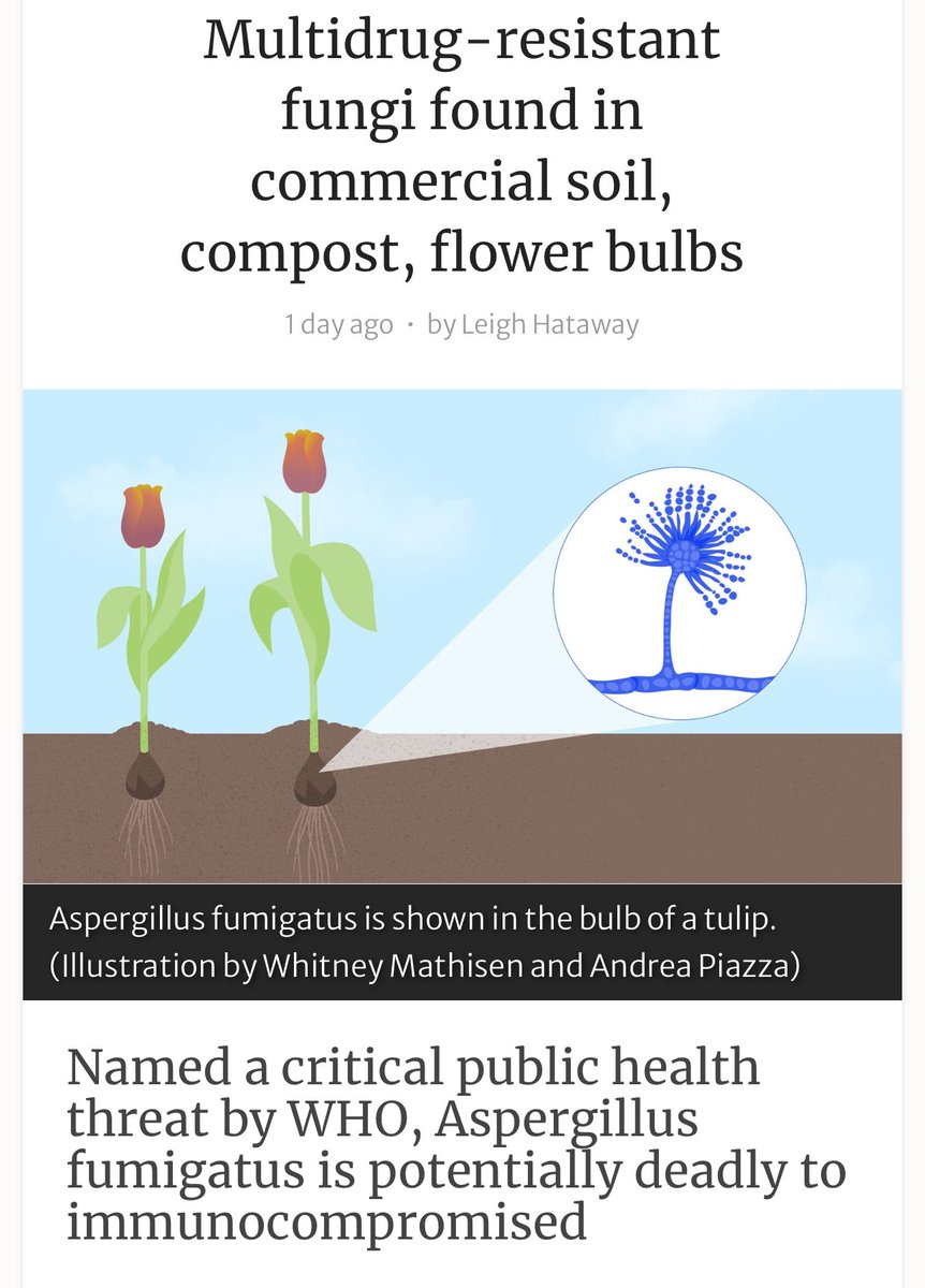 erwinloh's tweet photo. #Multidrugresistant #fungi found in commercial soil, compost, flower bulbs
#Aspergillus fumigatus is a widespread #fungus that thrives in soil. But it also poses a serious risk to human health if inhaled. People with compromised #immunesystems are particularly vulnerable to the opportunistic fungus, facing a near 100% fatality rate if infected with a multidrug-resistant strain.
https://t.co/0Qj7wVdLPK