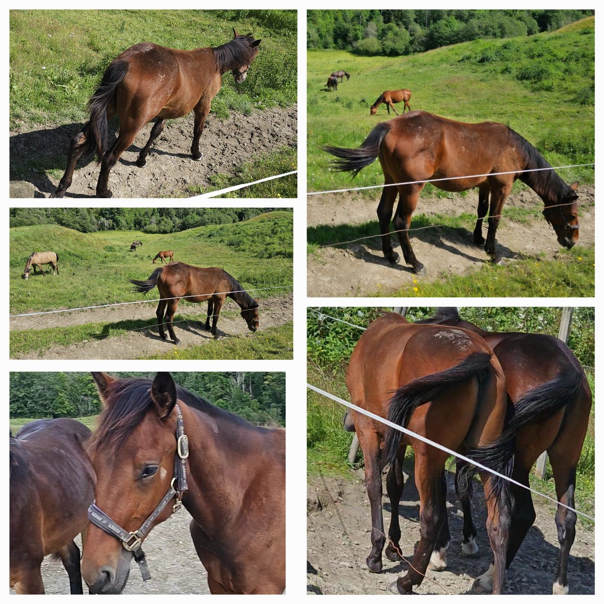 camilla_westby's tweet photo. West Julian Avenue 1 års Hingst etter I Have A Dream og Papagayo E begge med lovende avkom #Andelshest ❤️🥰❤️ https://t.co/PnNnXJnmKr