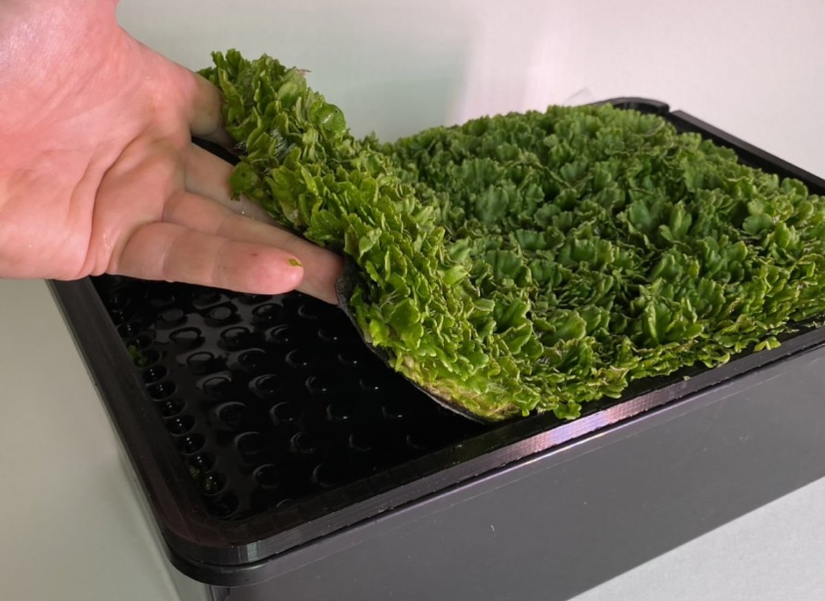 Research assistant position open in the University of Cambridge in the lab of Prof. Jim Haseloff. The appointee will help develop new approaches to bioproduction in the model liverwort plant Marchantia polymorpha.
jobs.cam.ac.uk/job/47003/