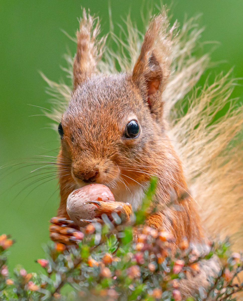 Red Squirrel 🥰

They're our native species here in the UK. Once widespread across the isles but now almost completely replaced by non-native greys. We really must protect these wonderful animals!