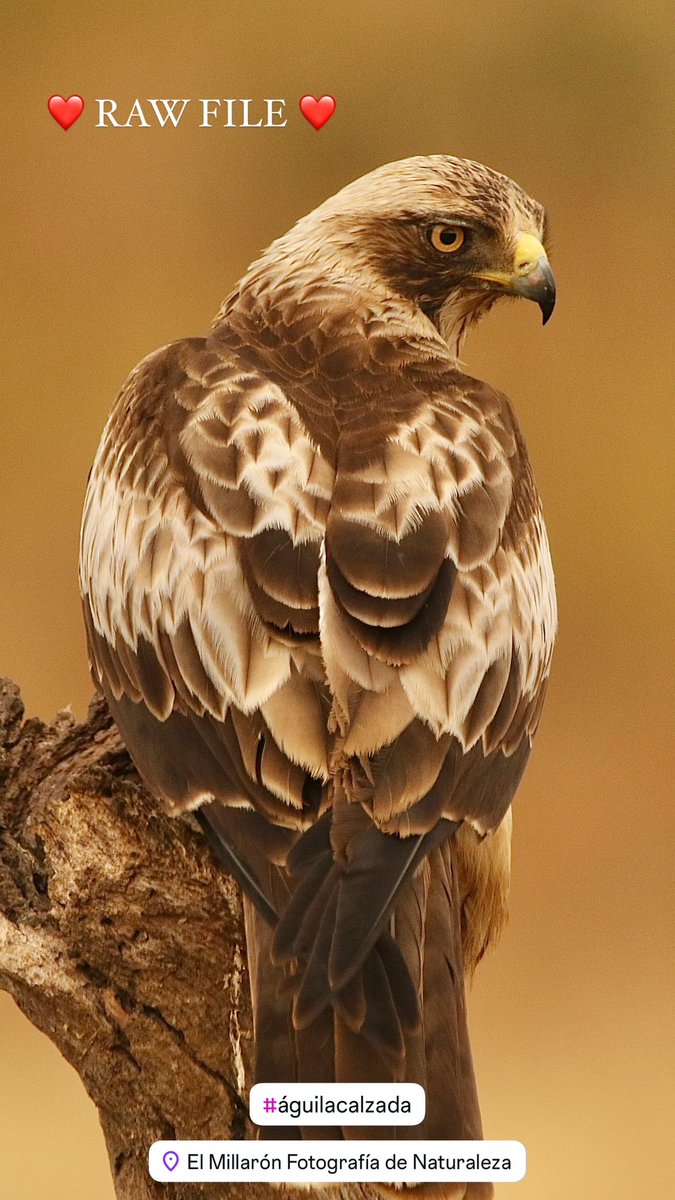 rubensanfotos's tweet photo. Mañana de águila calzada en el corazón de la Sierra De San Pedro, en la finca El Millarón. 🦅📸🏔️🙌🏽
#águila #águilacalzada #elmillaron #sierradesanpedro #extremadura #naturaleza #turismo #nature #wild #canon #sierra #nublado #sol #lluvia #calor #frio #photography #rawfile https://t.co/EPnZm2aHpA