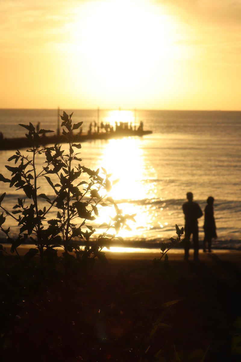 アラクノイド tweet media