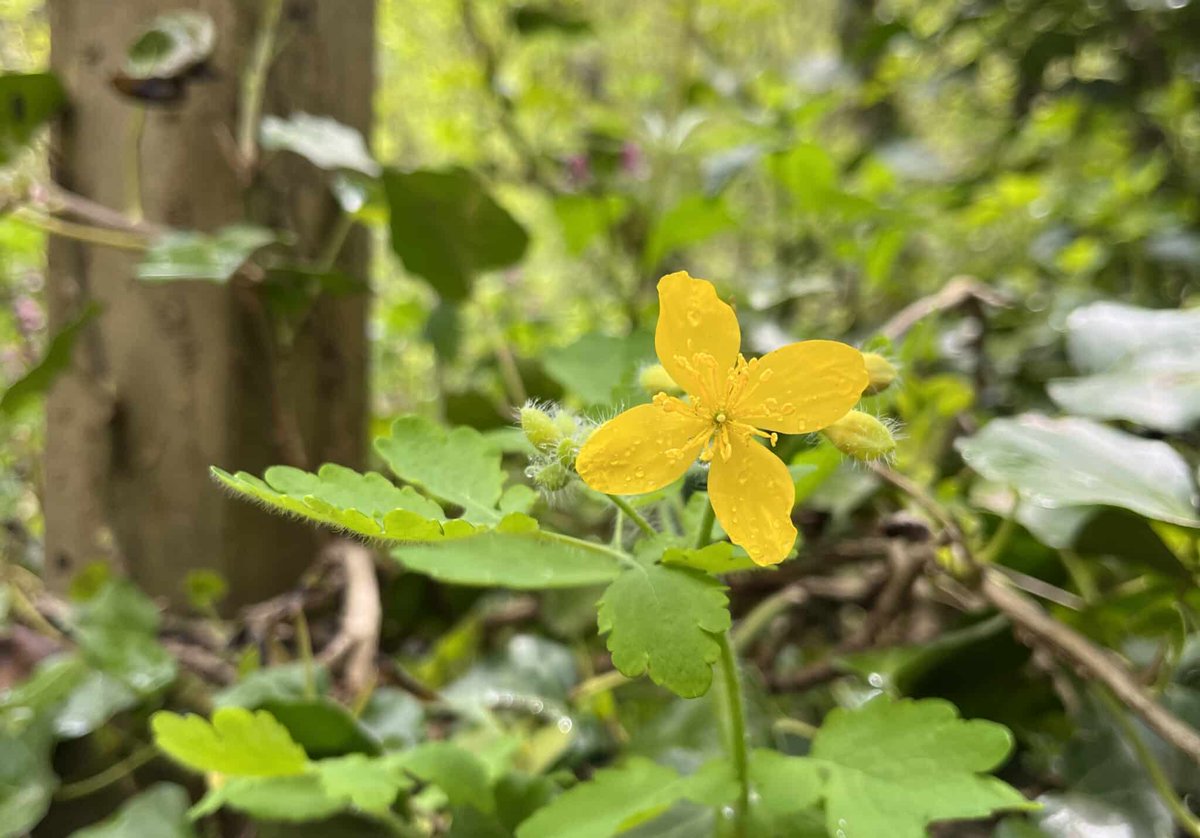 REAL JARDÍN BOTÁNICO (@rjbotanico) on Twitter photo Las transiciones en la simetría floral entre amapolas y fumarias coinciden con conflictos genómicos, según estudio del <a href="/CSIC/">CSIC</a> que destaca la importancia de entender estos mecanismos para comprender la resiliencia de las especies ante el cambio climático. rjb.csic.es/las-transicion…
🪡 Las transiciones en la simetría floral entre amapolas y fumarias coinciden con conflictos genómicos, según estudio del <a href="/CSIC/">CSIC</a> que destaca la importancia de entender estos mecanismos para comprender la resiliencia de las especies ante el cambio climático. rjb.csic.es/las-transicion…
🪡