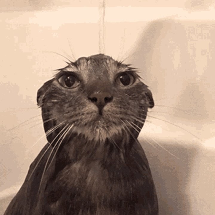 why is he actually like the sad wet cat meme