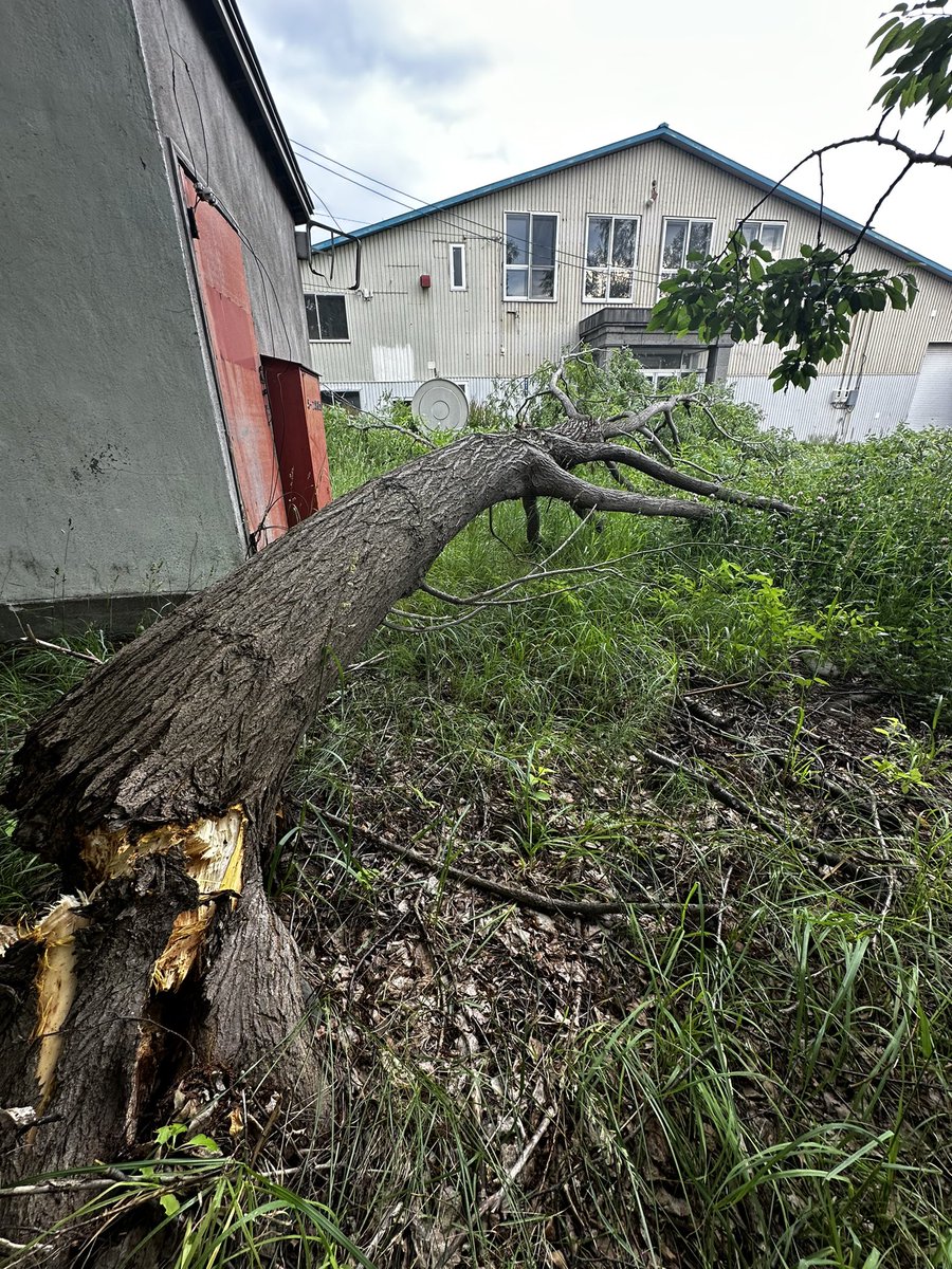 TomokiTakaku's tweet photo. 東川の土地の木が倒れてました。
事故や破損がなく良かった！
購入してかれこれ2年が経過。
そろそろ動かして行かないと！
#東川町 #北海道 https://t.co/LYLUZWIWl3