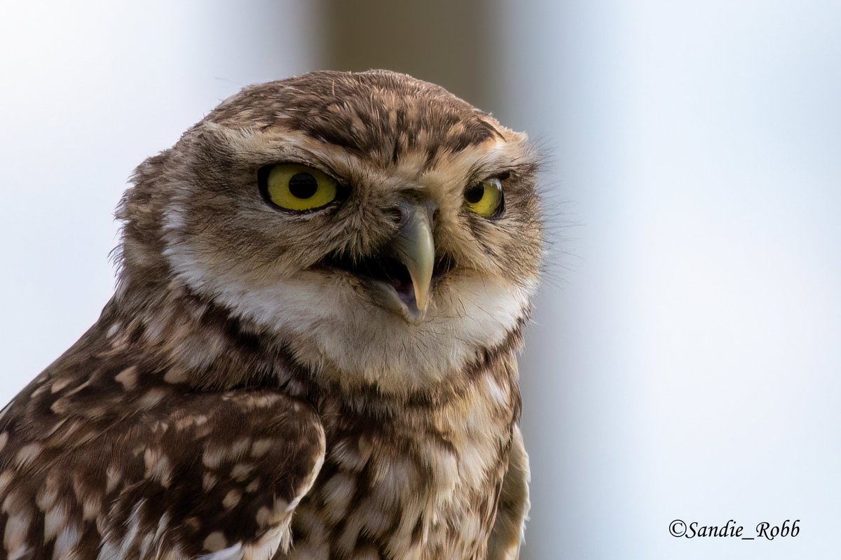 Sandie Robb (@sandie_robb) on Twitter photo Bird of the day is #burrowingowl #owl #owls #birdofprey #bird #birds #birdphotography #nature #naturephotography #wildlife #wildlifephotography Taken <a href="/tsdccupar/">Scottish Deer Centre</a> Scottish Deer Centre bird of prey display Bird of the day is #burrowingowl #owl #owls #birdofprey #bird #birds #birdphotography #nature #naturephotography #wildlife #wildlifephotography Taken <a href="/tsdccupar/">Scottish Deer Centre</a> Scottish Deer Centre bird of prey display