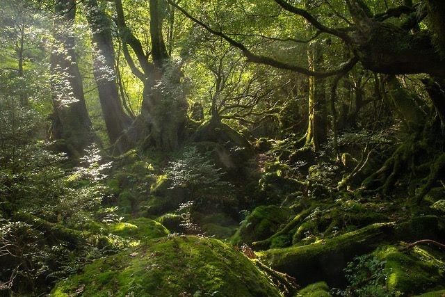 elemmiressoul's tweet photo. fairy forest.ྀ࿐ https://t.co/DBX86kguz9