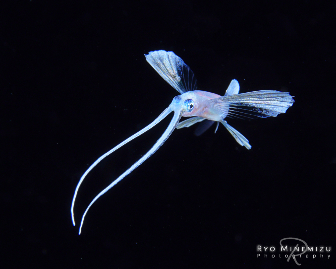 【めだか造り屋】　龍の瞳・稚魚・２０匹　19年5月生まれ　N-3798 送料無料 楽天P5倍 稚魚販売 レクリスめだか稚魚10匹 黄金