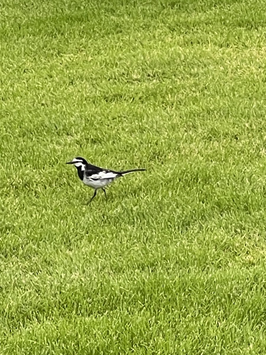 つくば市役所の芝生を歩いているハクセキレイ。
こうして日常的に鳥に会えるのがつくばの魅力ですね。