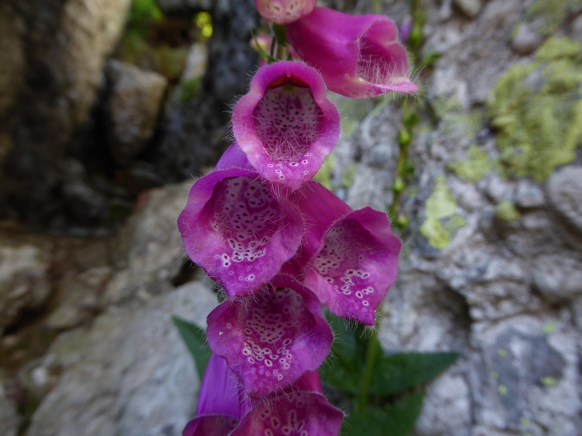 Instituto Pirenaico de Ecología (@ipe_csic) on Twitter photo 🪷🏔️Participamos en el proyecto #FLORAPYR para obtener secuencias genómicas de las más de 4000 #plantas con #flores del #Pirineo con vocación de volcarlas en repositorios abiertos.
👉Sigue los avances: sites.google.com/aranzadi.eus/p…
<a href="/CTPPOCTEFA/">Europa en el Pirineo</a> 🪷🏔️Participamos en el proyecto #FLORAPYR para obtener secuencias genómicas de las más de 4000 #plantas con #flores del #Pirineo con vocación de volcarlas en repositorios abiertos.
👉Sigue los avances: sites.google.com/aranzadi.eus/p…
<a href="/CTPPOCTEFA/">Europa en el Pirineo</a>