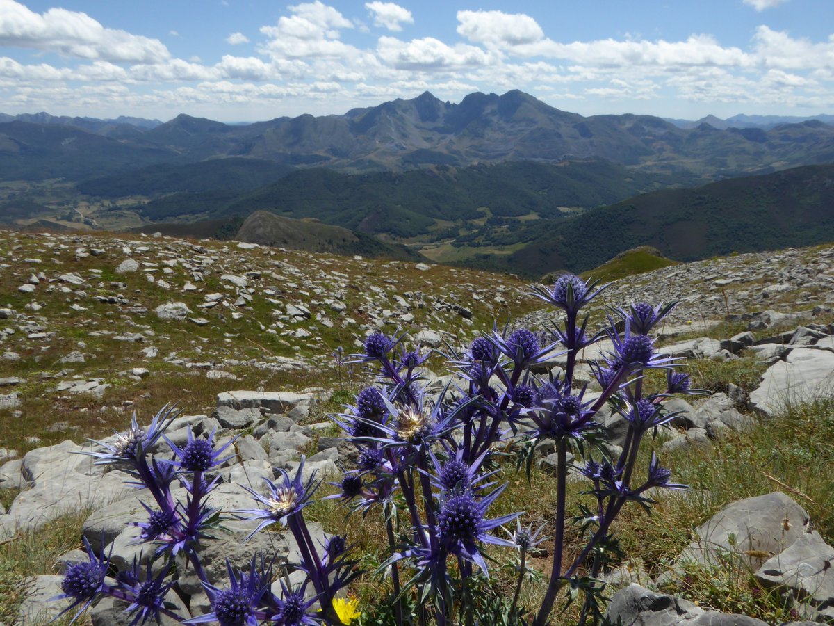Instituto Pirenaico de Ecología tweet media