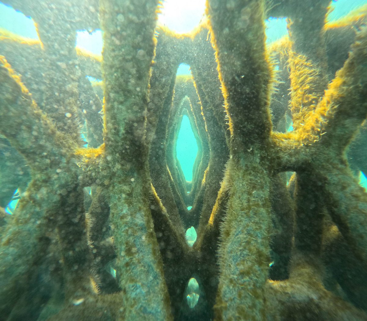 Des récifs artificiels pour limiter l'érosion du #littoral vont être testés en #Occitanie 👍
Inspirés par la nature et imprimés en 3D à #Perpignan, ils seront immergés à 300m du rivage pour atténuer 35% de l'énergie de la houle.

👉 radiofrance.fr/franceculture/…
_
#FinancementRégion