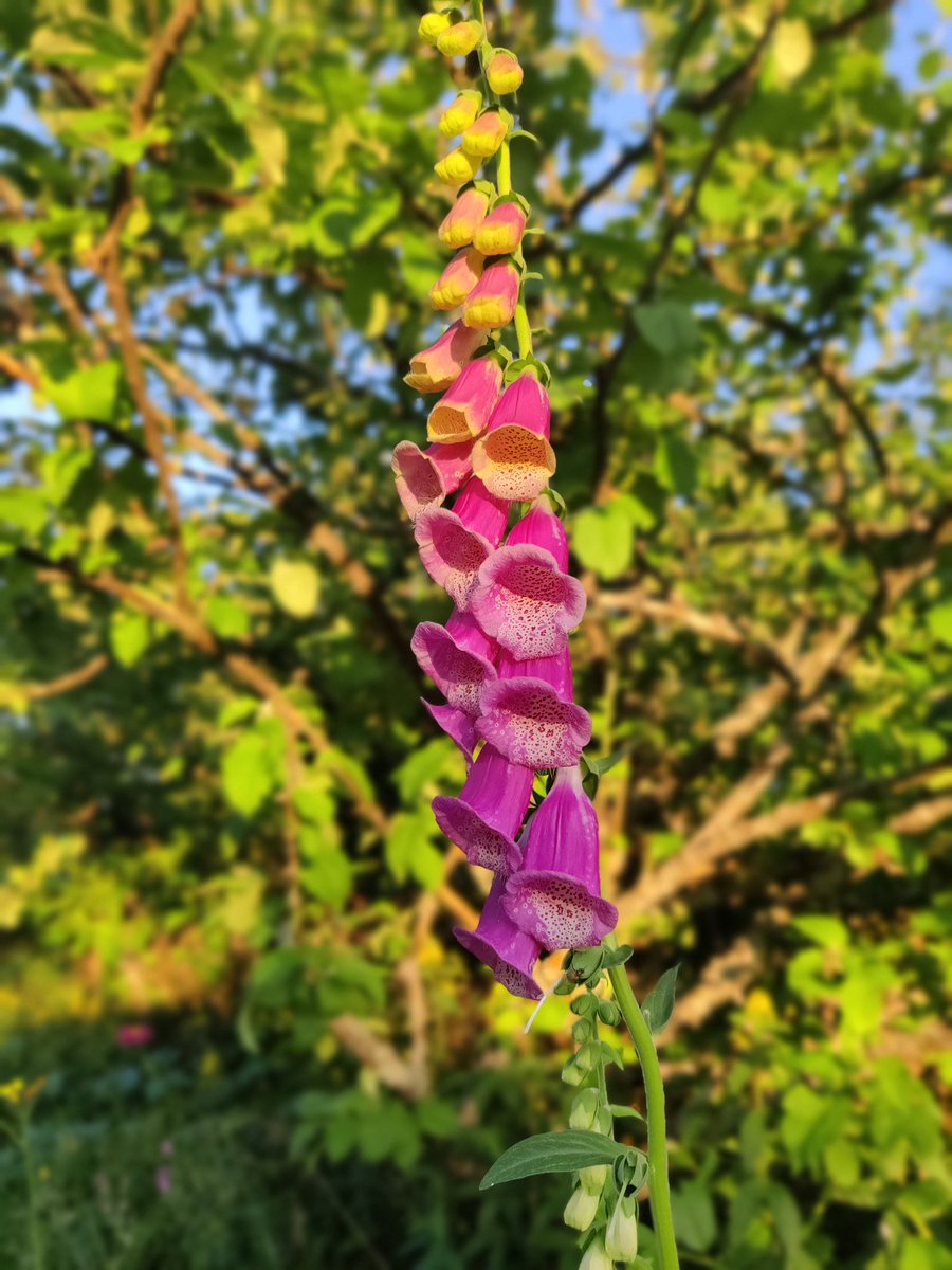 Taas on näiden aika, digitalis purpurea