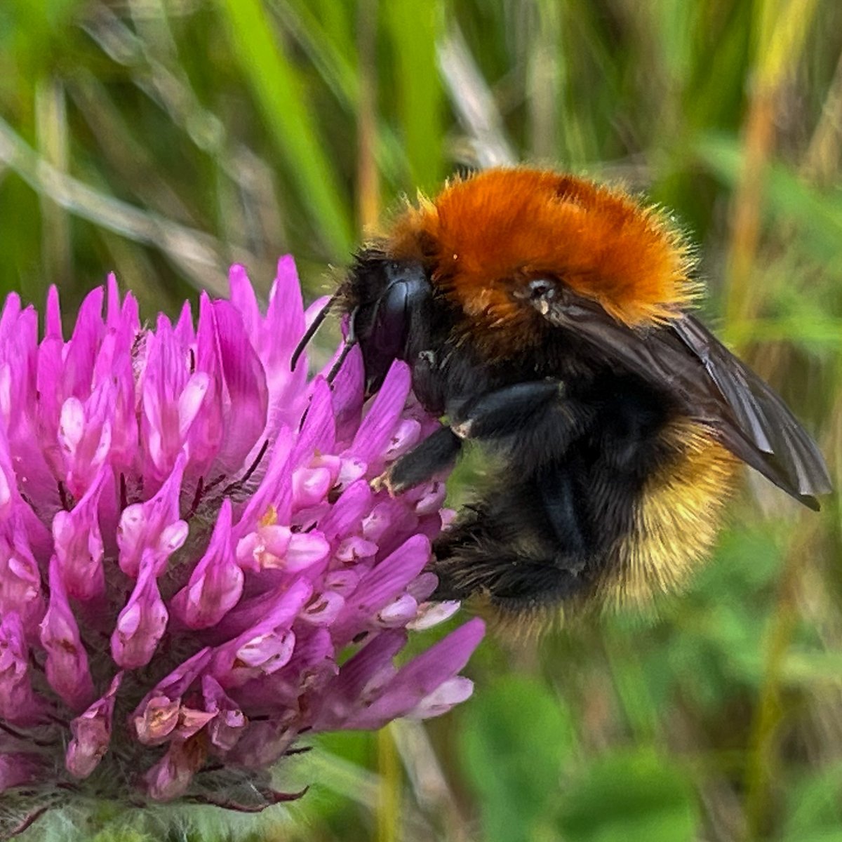Mario Vallejo-Marin (@nicrodemo) on Twitter photo Want to do a PhD on why buzz pollination evolves? I will be recruiting a PhD student this Autumn (4 years, fully funded). The official ad will come at the end of summer. if you are interested in the studentship please email me so I can send you the full ad when available. Want to do a PhD on why buzz pollination evolves? I will be recruiting a PhD student this Autumn (4 years, fully funded). The official ad will come at the end of summer. if you are interested in the studentship please email me so I can send you the full ad when available.