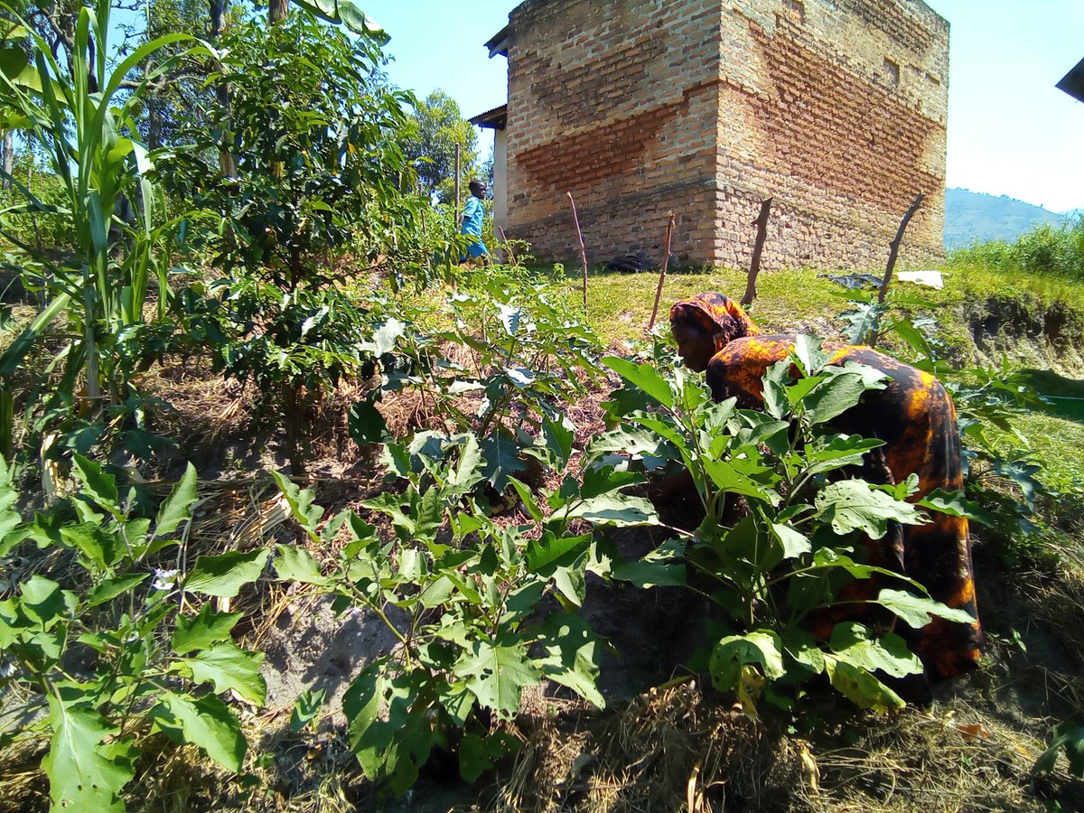 BasaijaBenjamin's tweet photo. It's another great day monitoring our established kitchen gardens  by #RCRAUGANDA in Ihani, Kikokera and Kisanzi villages in Bugoye Kasese District,we are happy seeing our gardeners using good agronomic practices like water and soil conservation practices to mentain soil moisture https://t.co/pzl0RwC2aj