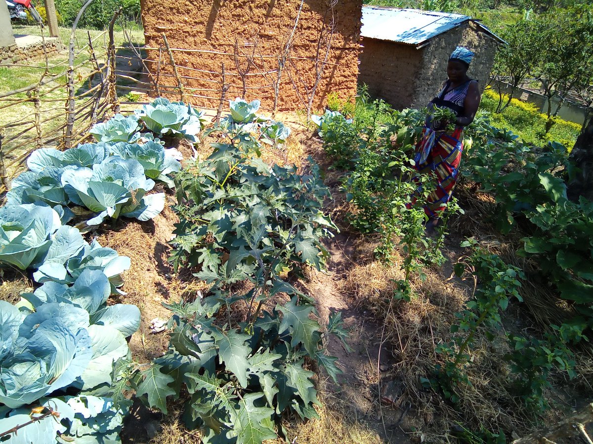 BasaijaBenjamin's tweet photo. It's another great day monitoring our established kitchen gardens  by #RCRAUGANDA in Ihani, Kikokera and Kisanzi villages in Bugoye Kasese District,we are happy seeing our gardeners using good agronomic practices like water and soil conservation practices to mentain soil moisture https://t.co/pzl0RwC2aj