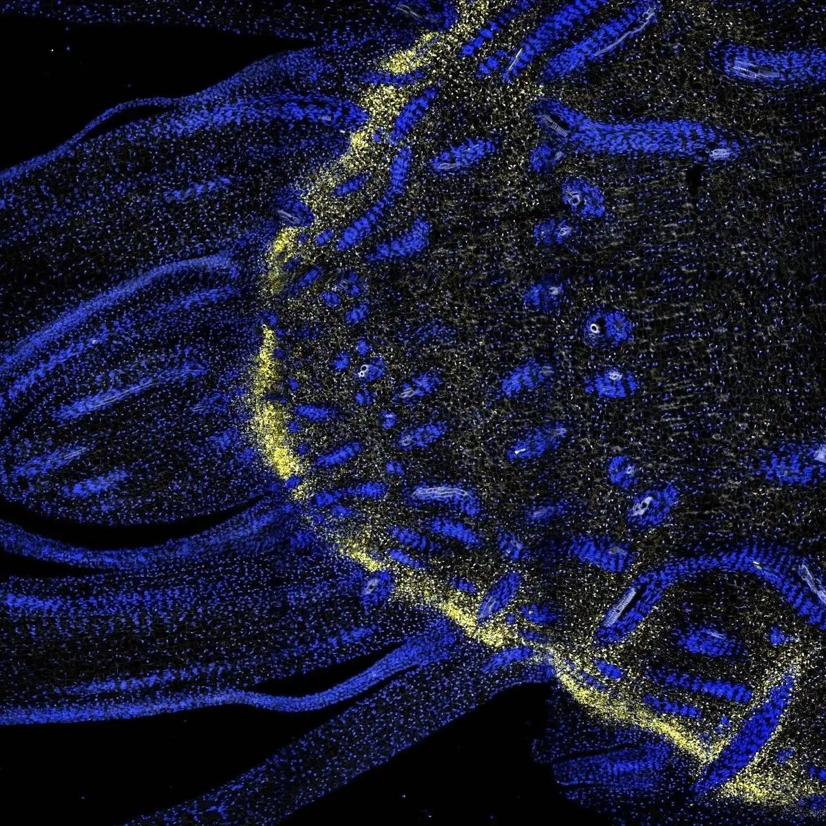 Global Plant Council (@globalplantgpc) on Twitter photo New resource pinpoints inner workings of sorghum plant cells for designing better bioenergy feedstock buff.ly/4bgudm8 via <a href="/CABBIbio/">CABBI</a> #PlantScience New resource pinpoints inner workings of sorghum plant cells for designing better bioenergy feedstock buff.ly/4bgudm8 via <a href="/CABBIbio/">CABBI</a> #PlantScience