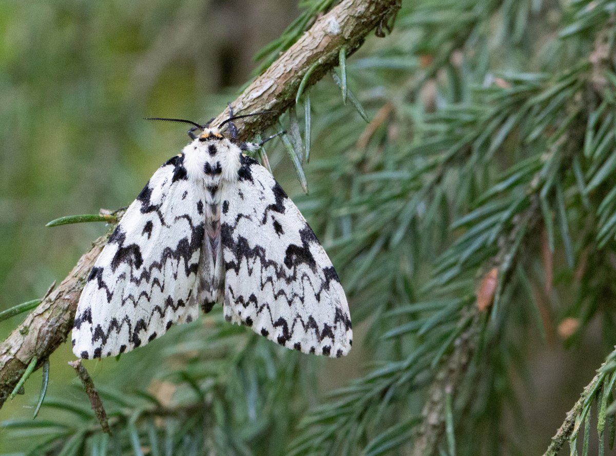 1/4 Yöperhosten määrä on säilynyt Suomessa vakaana 30 vuotta, mutta lajisto on muuttunut erityisesti ilmastonmuutoksen seurauksena. 

Ketjussa lisätietoa.

Lue lisää: sttinfo.fi/tiedote/703537…

#Yöperhoset #Luontoseurannat #Luontokato #Kestävyysmurros

Kuva: Helmut Diekmann