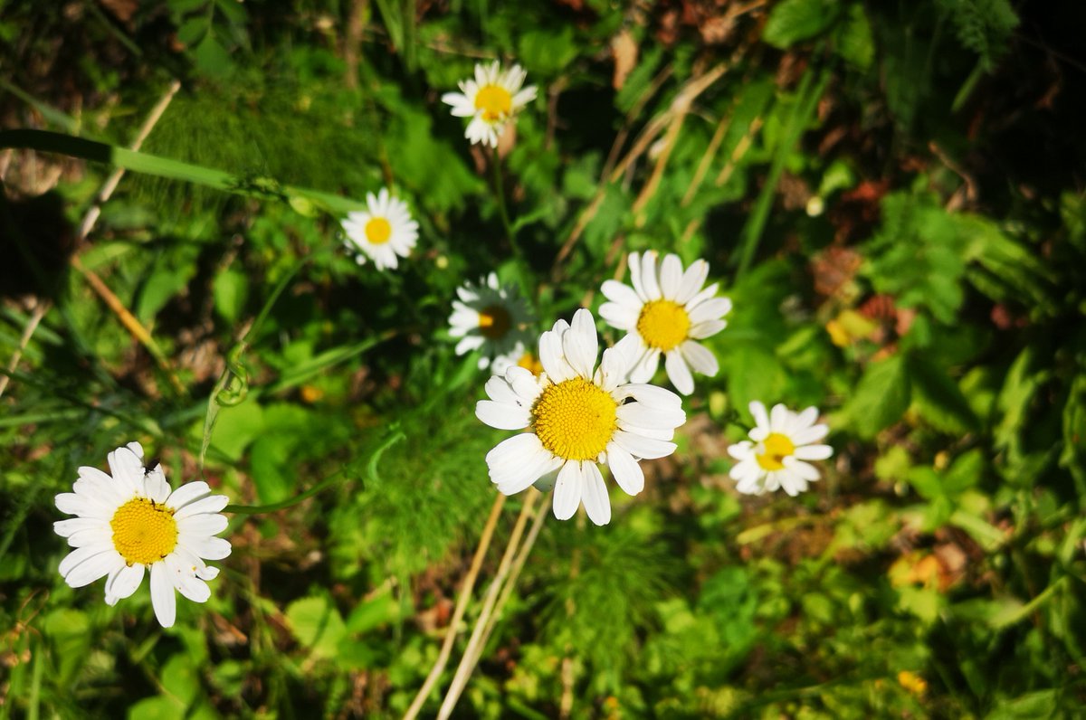 Emil Aaltosen Säätiö (@easaatio) on Twitter photo Onnittelut 13 tutkimusryhmälle Emil Aaltosen Säätiön myöntämästä 200.000 euron projektiapurahasta🌸Yhteensä hankkeita rahoitettiin 2,6 milj. eurolla. Lisää projekteista emilaaltonen.fi/projektiapurah… #easaatiotutkimustatukemassa #saatiotekoja Onnittelut 13 tutkimusryhmälle Emil Aaltosen Säätiön myöntämästä 200.000 euron projektiapurahasta🌸Yhteensä hankkeita rahoitettiin 2,6 milj. eurolla. Lisää projekteista emilaaltonen.fi/projektiapurah… #easaatiotutkimustatukemassa #saatiotekoja