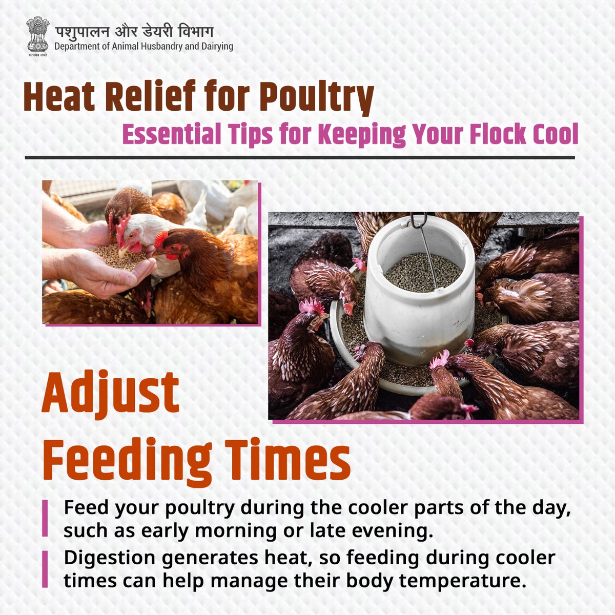 Dept_of_AHD's tweet photo. Time Your Feedings: Feed your flock in the cooler parts of the day to minimize heat generated from digestion
#PoultryCare #HeatStress #summertips #poultryhealth https://t.co/aOsa2pk0uS