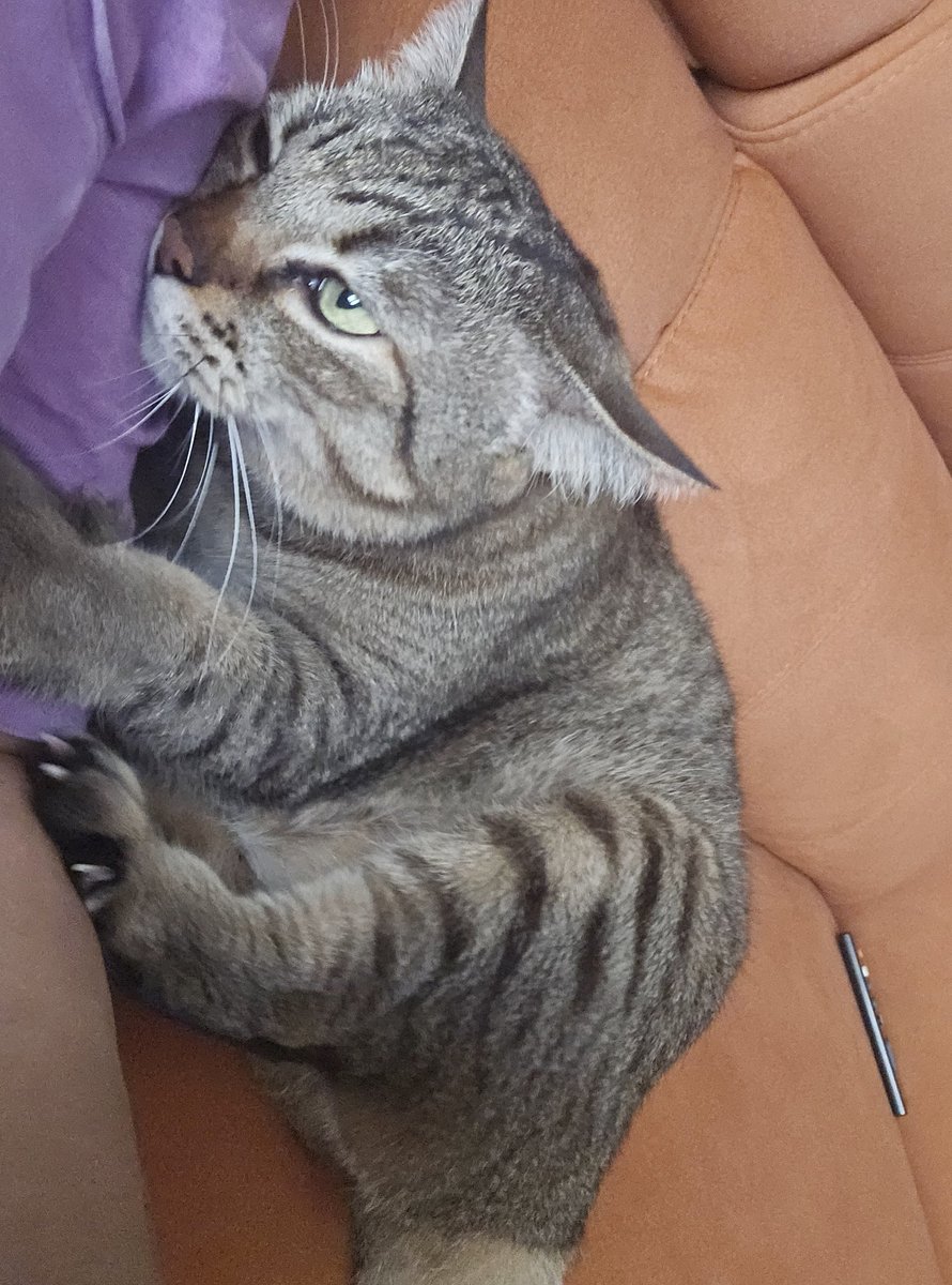tompi_mj_cat's tweet photo. I was begging for Lunch, 10 minutes after Brunch was served.
#Cat
#CatsOfTwitter https://t.co/wrZgt3xMpx