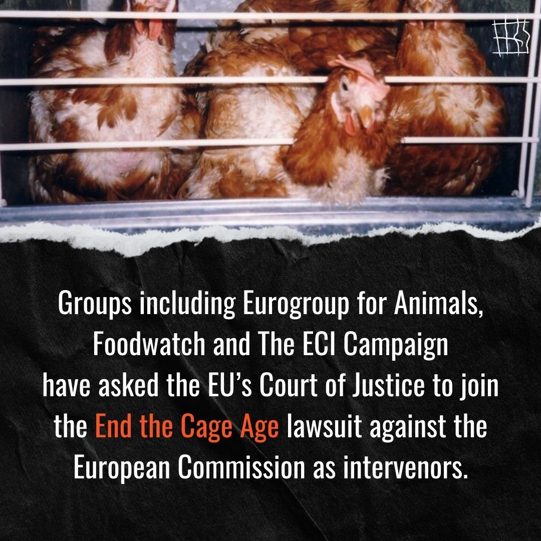 🚨Several major European NGOs will today ask the <a href="/EUCourtPress/">EU Court of Justice</a> to join our landmark End the Cage Age legal action against the <a href="/EU_Commission/">European Commission</a>.
Animal welfare, the environment and our democracy are at stake.
The EU must keep its promise and ban the use of cages.
#EndtheCageAge