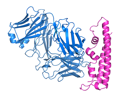 Excited to share our new vaccine immunogen, designed through structure-guided methods, to prevent Plasmodium vivax. While the PvDBP antigen reduces parasite multiplication when used as a vaccine, it does not protect. PvDBP is also difficult to make. Could we make it better?