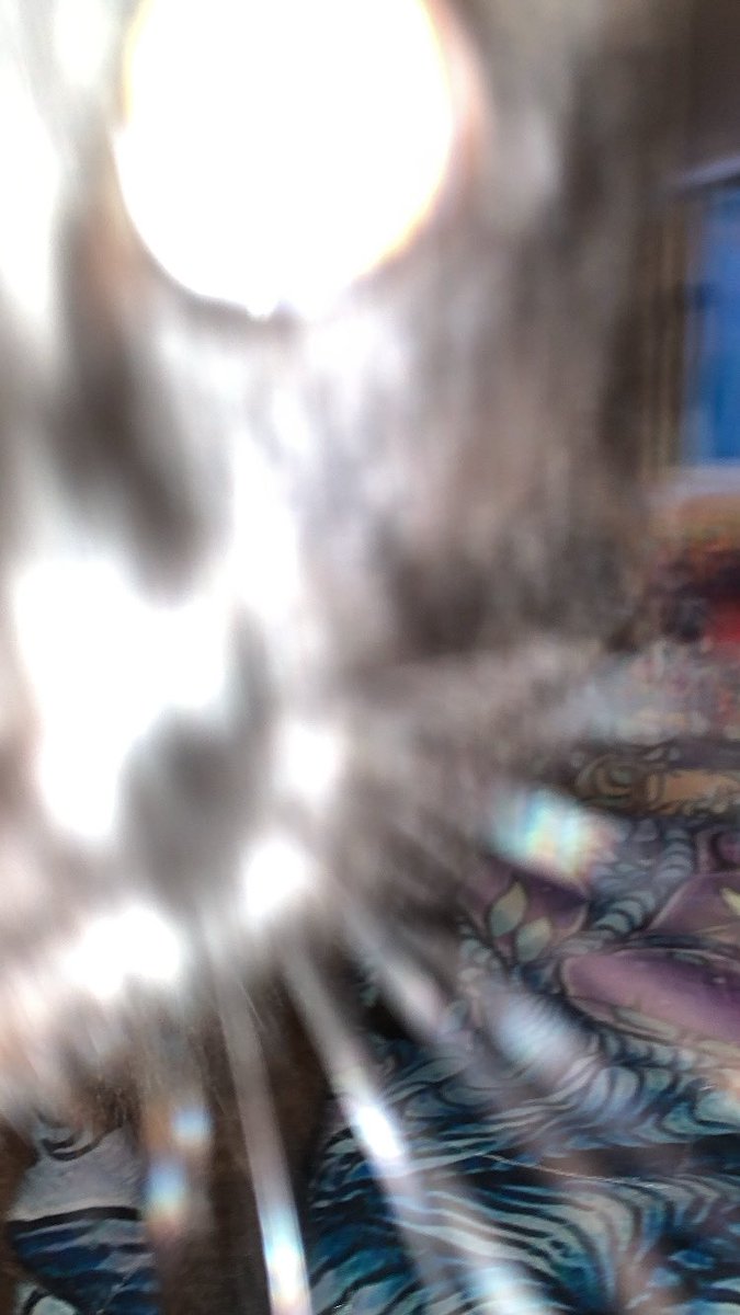 i’ve been dog sitting all week and i’m finally back home with my baby boy 😭🙏🙏 (dis my cat not a cryptid i promise)