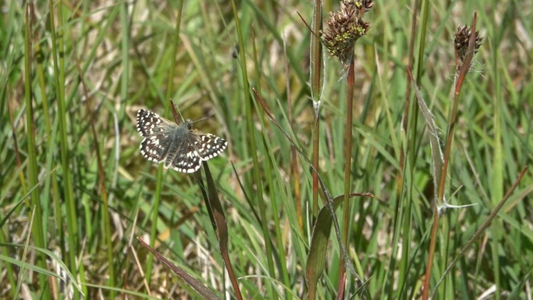 Voor de aardbeivlinder, en allerlei andere insecten, liggen er nieuwe nectarstapstenen in het Dwingelderveld: rtvd.nl/3zdAJNg
