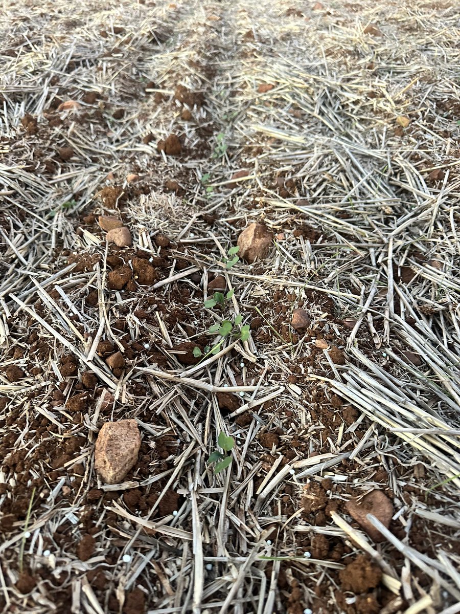 Hey little guys. Long time no see. 22/4 sown. Think you were better underground than coming up. Bit cold up here. Signs of rain No better up here. Long way to go. But signs of life.