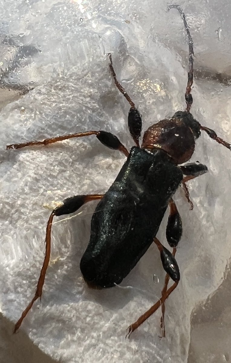 Toch maar even buiten gezet. #boktor? Of ander insect?