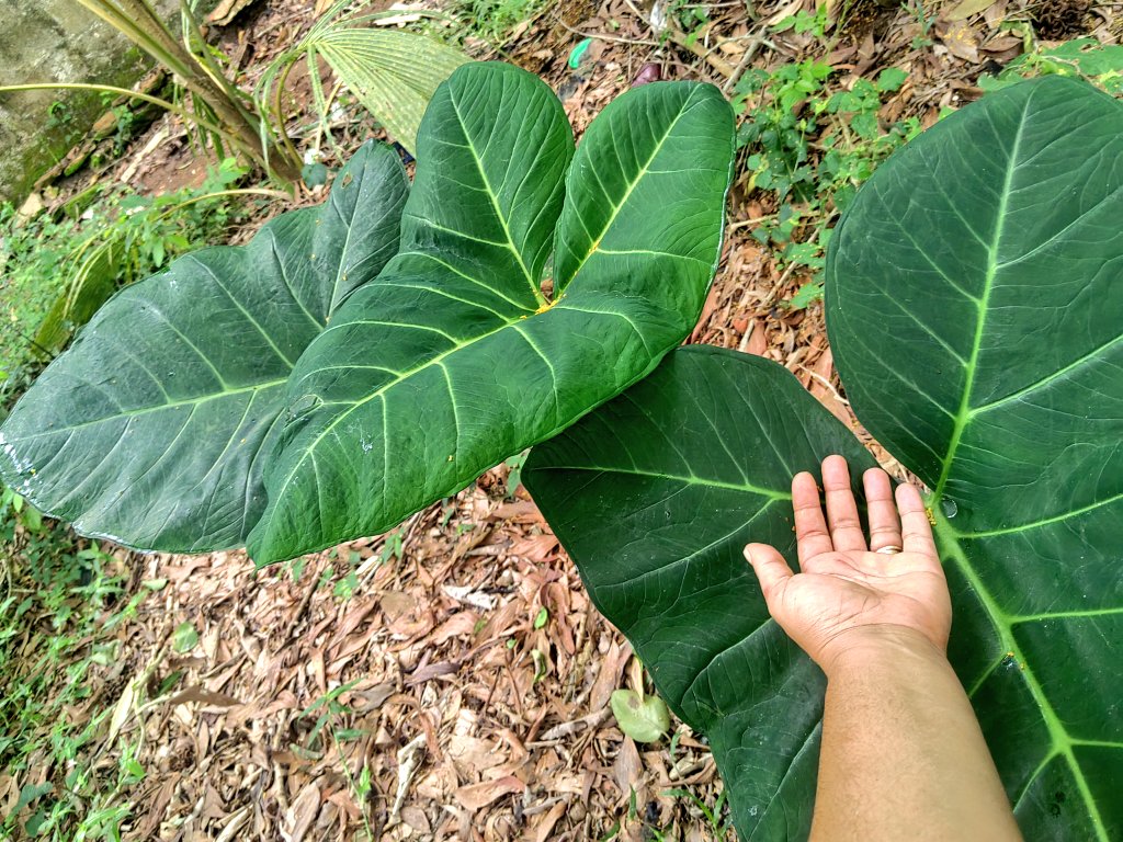 yasmeenhelwani's tweet photo. I grow my own Cocoyams and use the leaves to prepare delicious stews. Kontomire is free in my house. 💚 #eatwell #foodsecurity #myorganicgarden https://t.co/8nmTiXV2RR