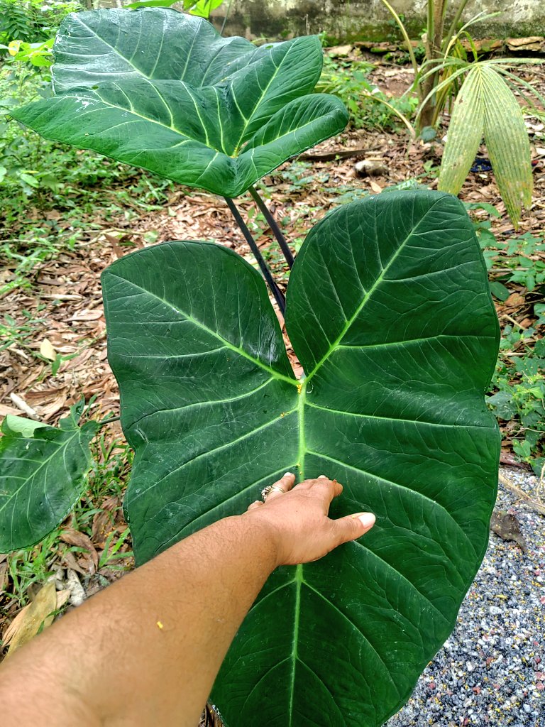 yasmeenhelwani's tweet photo. I grow my own Cocoyams and use the leaves to prepare delicious stews. Kontomire is free in my house. 💚 #eatwell #foodsecurity #myorganicgarden https://t.co/8nmTiXV2RR
