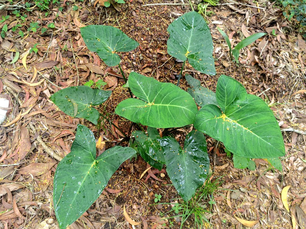 yasmeenhelwani's tweet photo. I grow my own Cocoyams and use the leaves to prepare delicious stews. Kontomire is free in my house. 💚 #eatwell #foodsecurity #myorganicgarden https://t.co/8nmTiXV2RR
