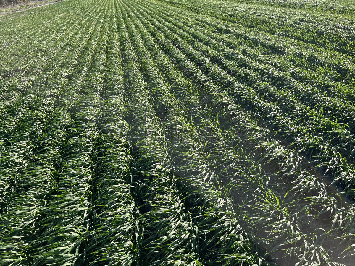 David Clegg (@clegg1604) on Twitter photo Nothing better than being sent a picture of a great crop by a grower checking crops. #Laperouse barley sown Anzac Day south of Ongerup tillering well with clean green leaves. <a href="/AuSeednet/">Seednet_au</a> Nothing better than being sent a picture of a great crop by a grower checking crops. #Laperouse barley sown Anzac Day south of Ongerup tillering well with clean green leaves. <a href="/AuSeednet/">Seednet_au</a>