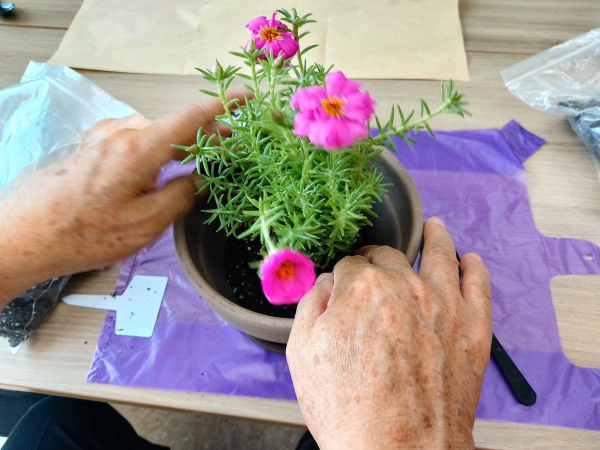 오늘 복지관 어르신들과 "어릴적 추억소환" 채송화 심기를했는데
채송화를 보니 돌아가신 아빠생각이 나 울컥했어
울아빠랑 채송화 심었는데