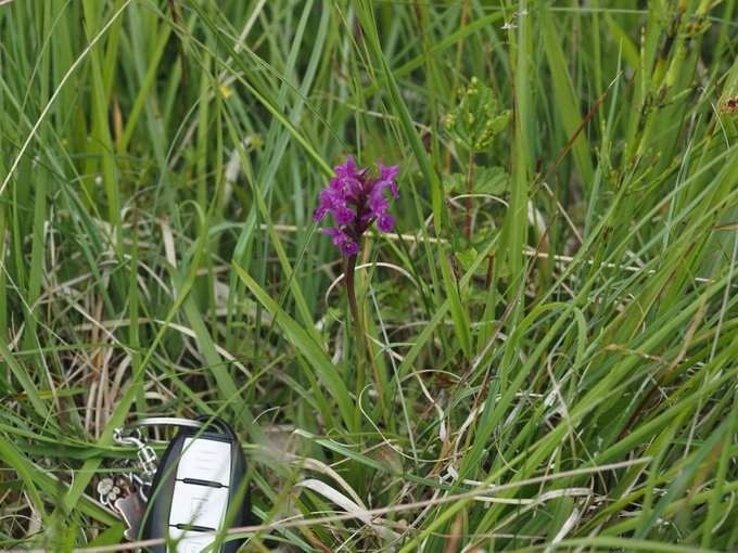 doncoyote52's tweet photo. Totie wee orchid needing a name. https://t.co/rWiho7ks1H
