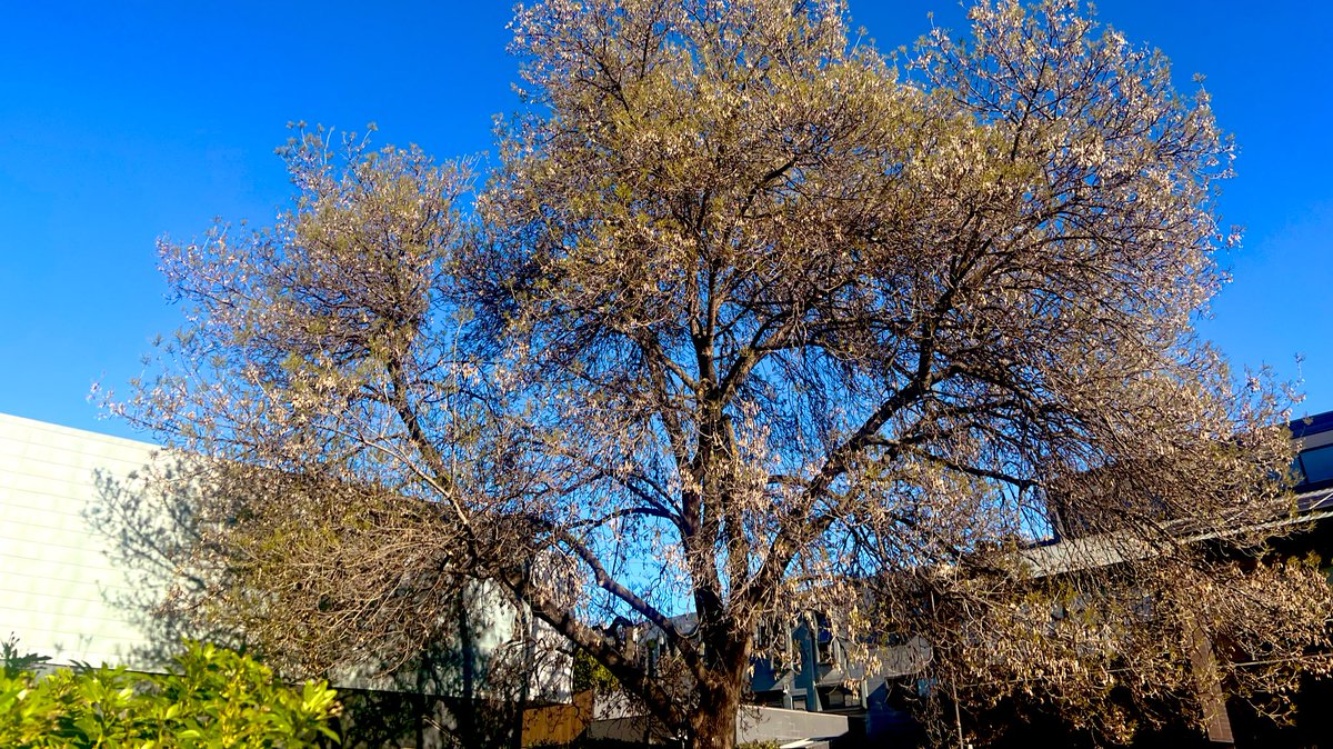 All theological colleges should be inhabited by a glorious tree.