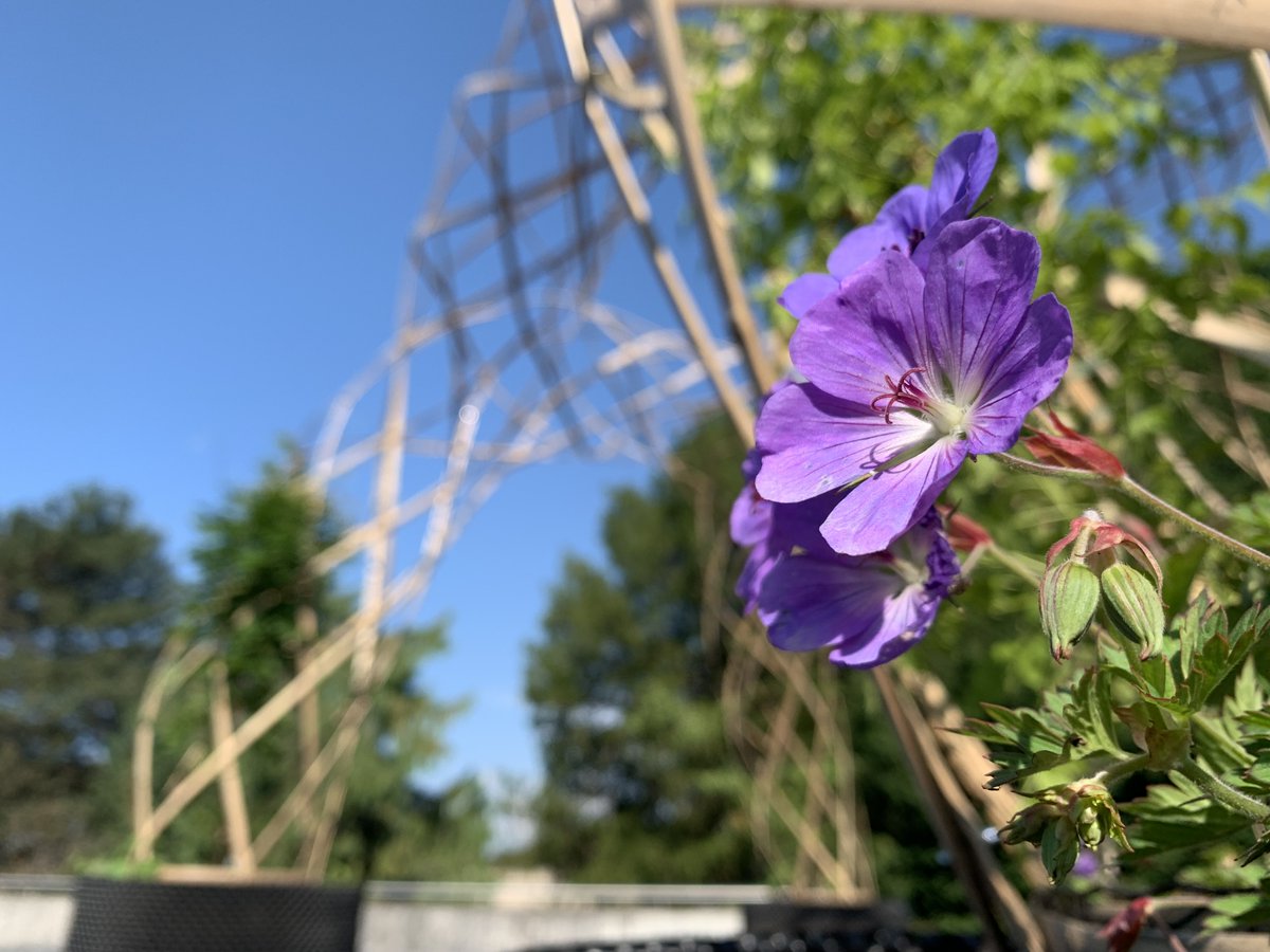 GCM_EPFL's tweet image. A sneak preview of our latest BamX structure, recently completed by the students and teachers at the Collège de l'Elysée at Lausanne. Full movie coming soon...
bamx.epfl.ch
#bamboo #design #research