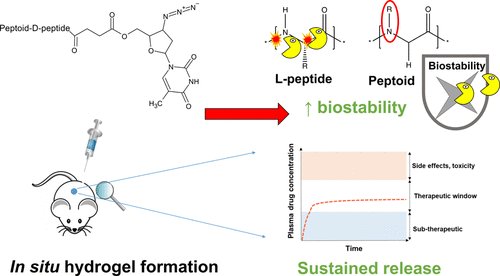 Peptide-based hydrogels are promising candidates for the future of #drugdelivery due to their #biocompatibility and #biodegradability 💊

👇🏽This study focuses on their #stability and #bioavailability over time, aiming for sustained and controlled drug release for 28 days ⏳