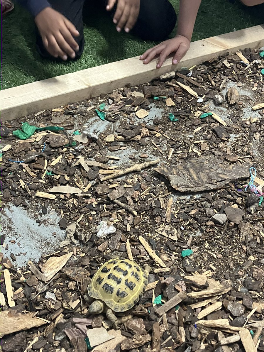 Children meeting our new well-being tortoise Jarrod! Isn’t he cute? 🐢 
<a href="/LansdownePS/">Lansdowne Primary</a>