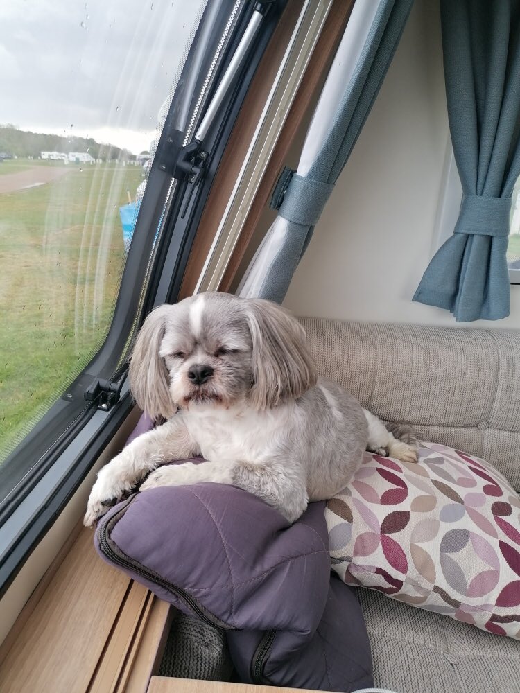 #ThrowbackThursday #DogsOfX #dogsofTwitter
Morning, throw back Thursday. Enjoy your day and stay cool