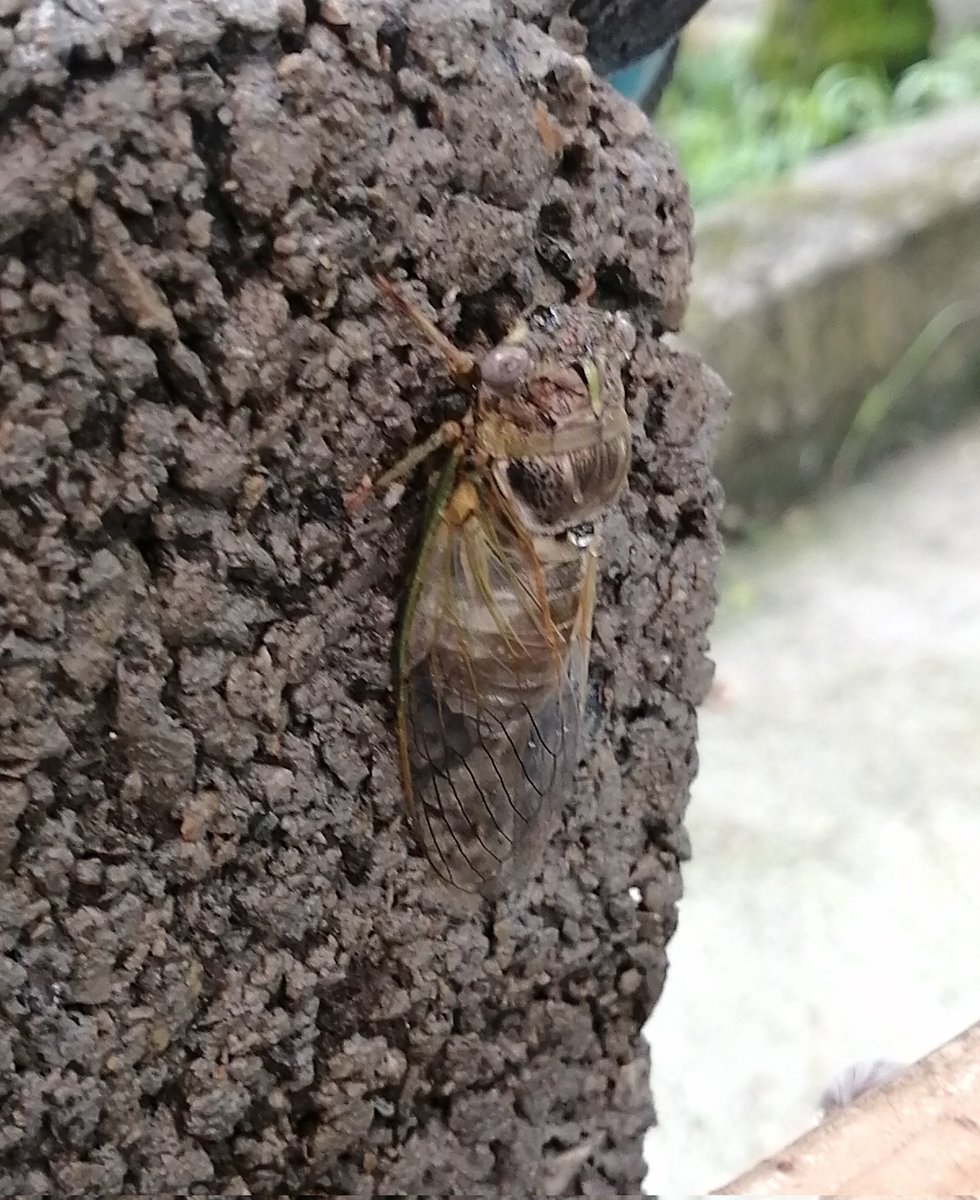 جیرجیرکا وقتی تازه از پوستشون درمیان نرم و رنگی هستن بعدش کم‌کم پوستشون سفت میشه و رنگشون تیره. 
احتمال دادم خیلیا جیرجیرک نوزاد ندیده باشن.