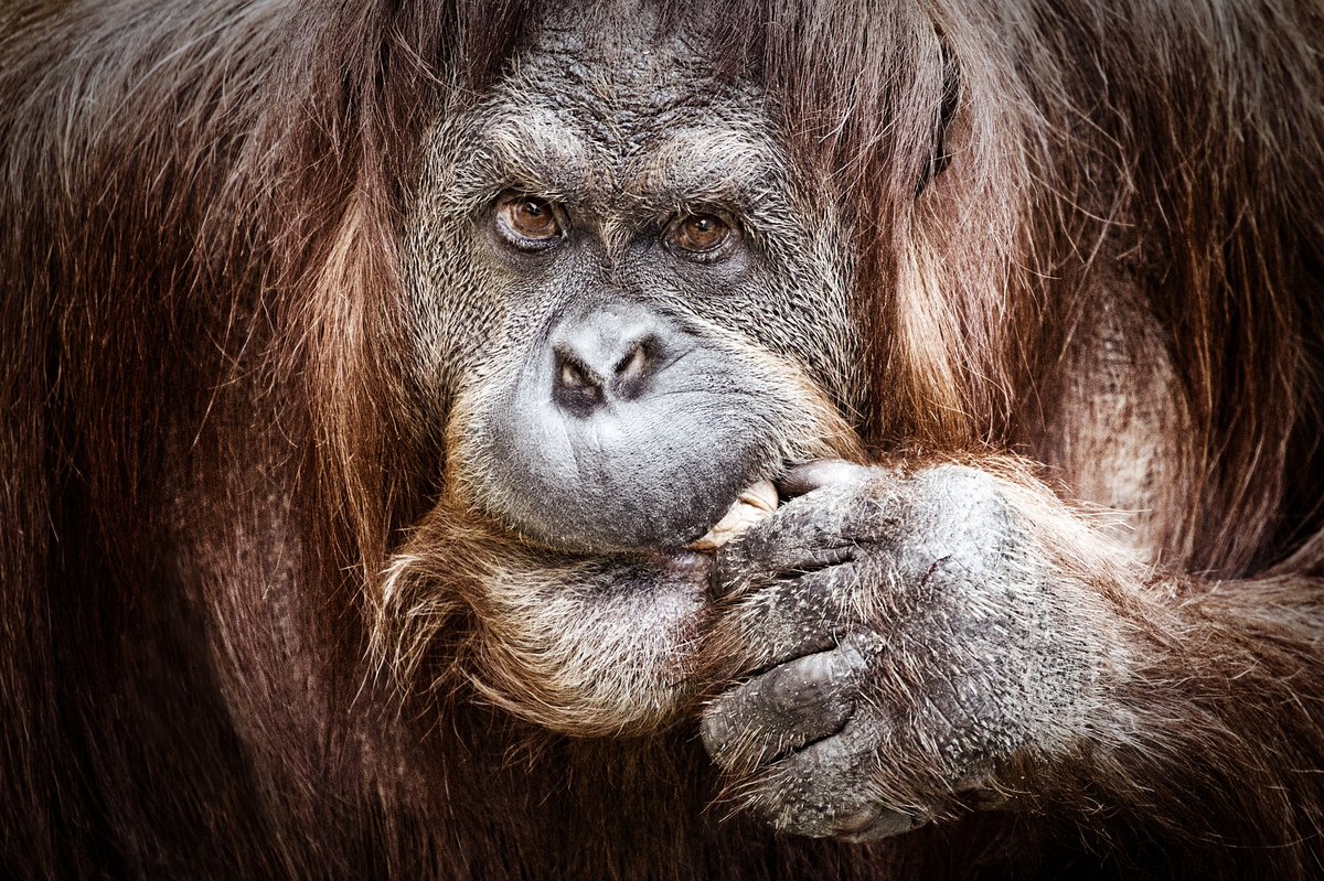 Marion de Vevey (@marion_devevey) on Twitter photo <a href="/EFPrimatology/">EFP-Primatology</a> happened in Lausanne at the beginning of the month. Here are 10 new discoveries about primates that I've learned during the congress published in #uniscope : bit.ly/3XFHn8V <a href="/EFPrimatology/">EFP-Primatology</a> happened in Lausanne at the beginning of the month. Here are 10 new discoveries about primates that I've learned during the congress published in #uniscope : bit.ly/3XFHn8V