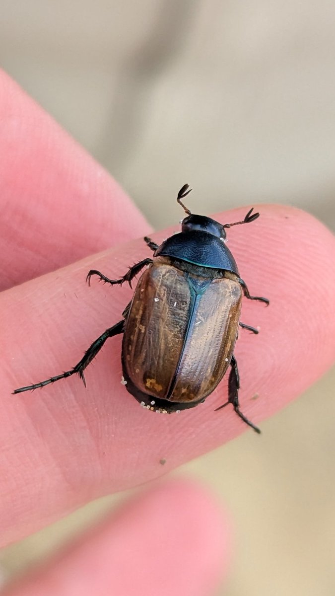 FritillaryLilly's tweet photo. Dune #chafer.Lifer😍 #Holkham beach in #Norfolk. 
Wooow. Chafers on dunes? #MotherNature continues to surprise me and perplex me.This only makes me lover her even more.#TwitterNatureCommunity #naturelovers #natureBeauty #beetles #ento #Entomology #UKWildlife #Ento #bugs #insects https://t.co/6lzu9im2iG